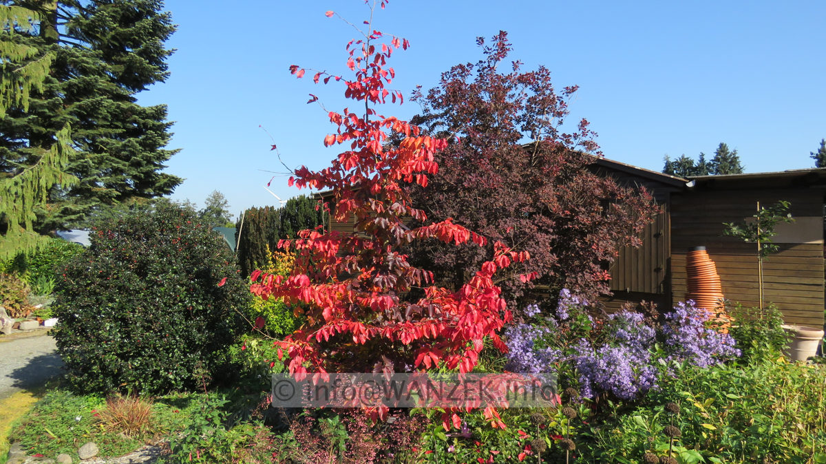 Parrotia persica Vanessa 01 Herbst 002.JPG